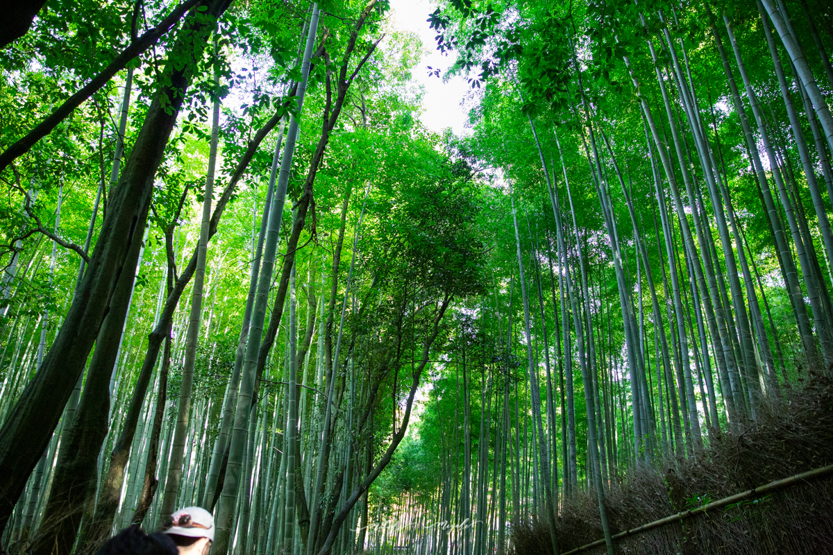 竹の道の写真。