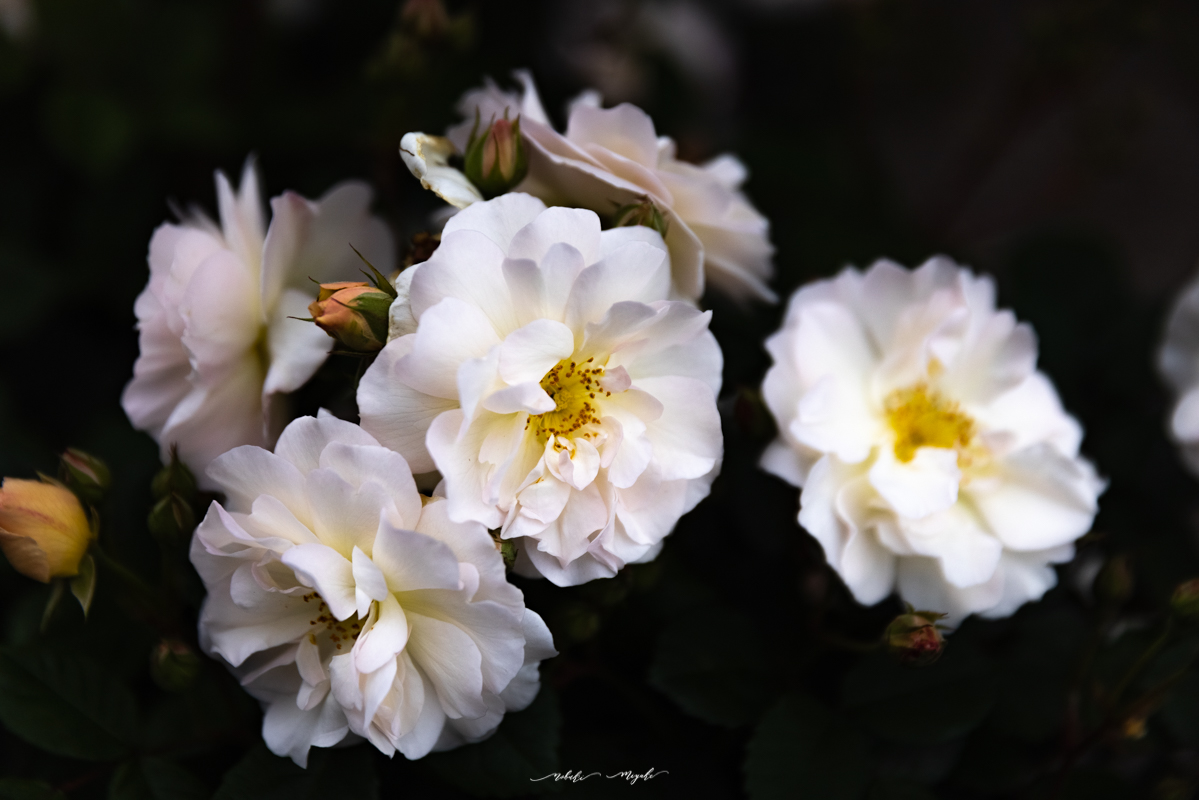 白い薔薇の花。